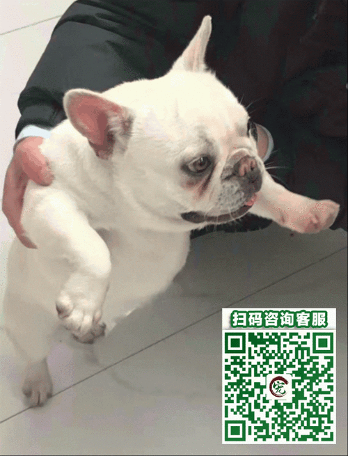 横带棘皮瘤尾守宫