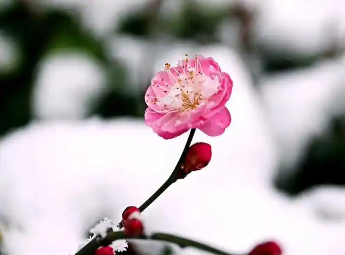 一剪寒梅,傲立雪中,只为伊人飘香