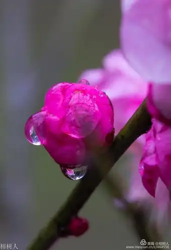 雨中花