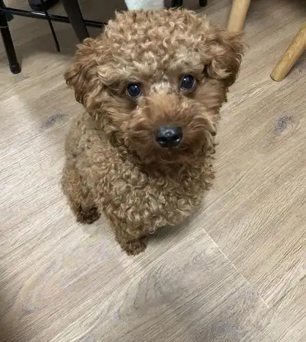 【深圳捡到的泰迪狗狗寻主人】宝安区走失的泰迪狗...