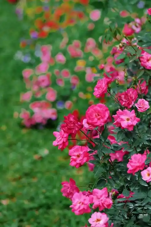 五园联动,2024深圳月季赏浪漫开启,去看春天→_人民公园_游客_花园