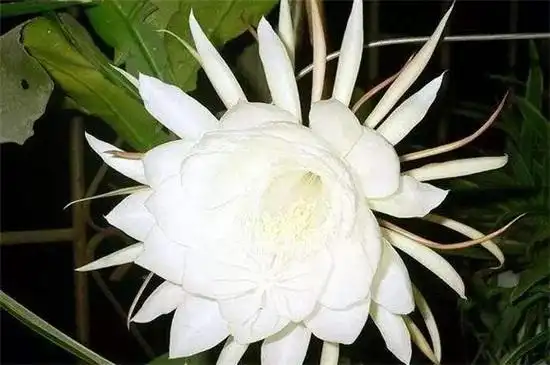 不吉利的花有哪些图片 十大不吉利花详细介绍