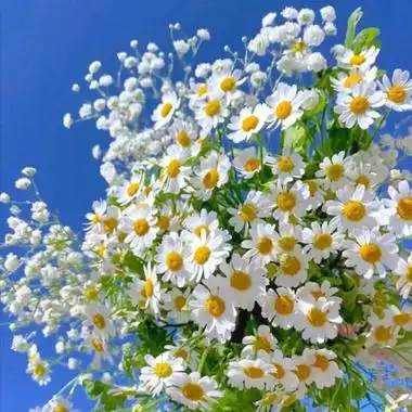 高清精美的唯美意境鲜花头像