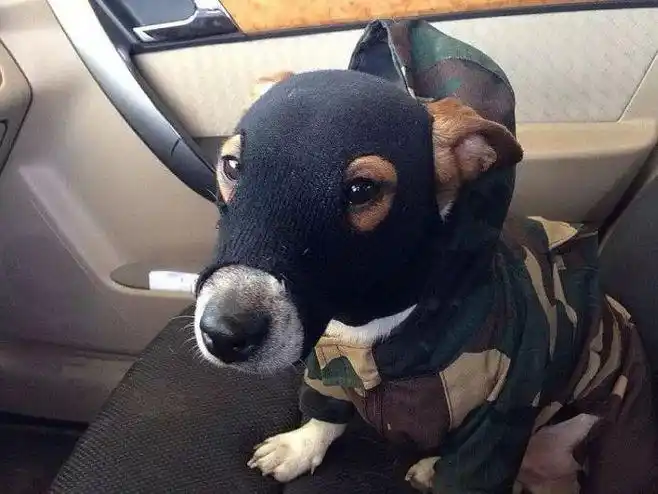 2014国外网络趣图汇编,不断更新(转载)(第48页)_贴图专区_天涯论坛