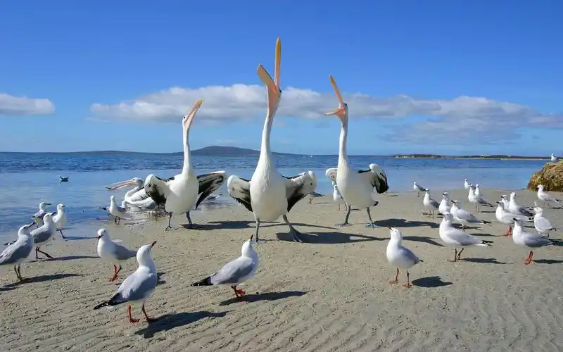 唯美的水中鸭 > || 更新时间:2018-10-05 颜色分 黄色 关键词:  鸭子