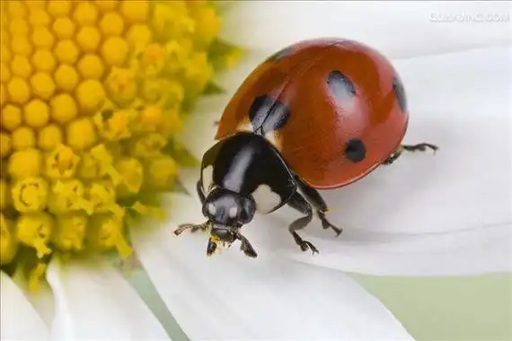 lemmaid="416907">瓢虫 /a>为 a href="#">鞘翅目 /a>瓢虫科(学名 ii