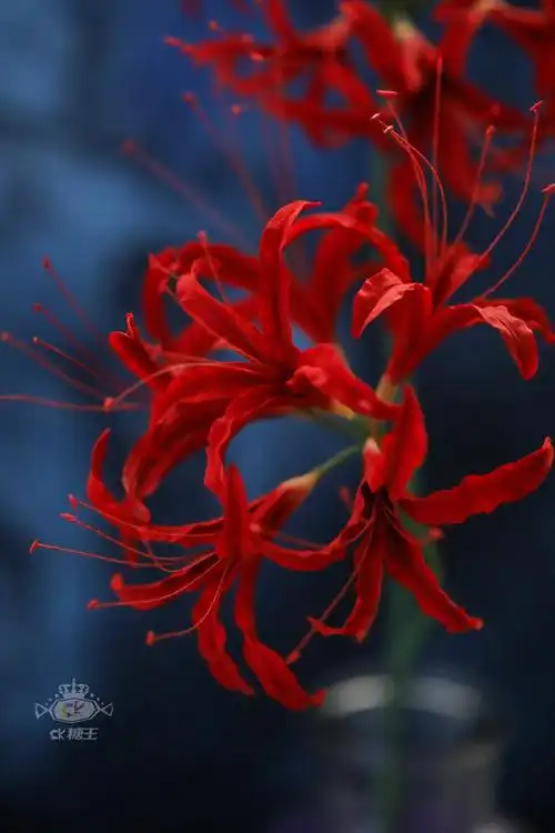 曼珠沙华(彼岸花)开一千年,花落一千年,花叶永不现被惊艳到了,你