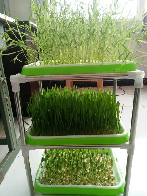 纸上种菜,让学生爱上种植,爱上学校!