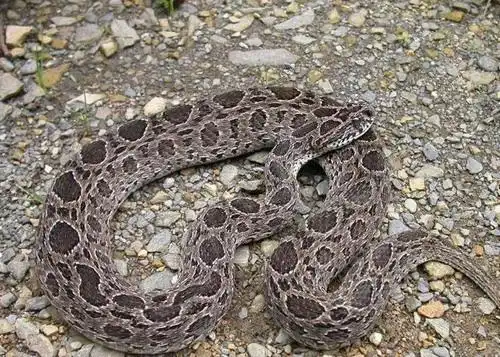 想知道这是什么蛇