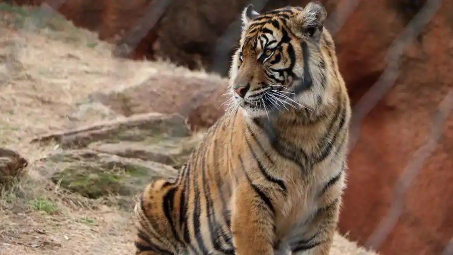 老虎壁纸【31】