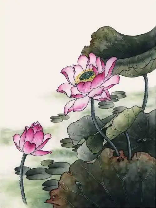 工笔画教程:荷花白描线稿和上色详细步骤图解,简单易学,收藏!