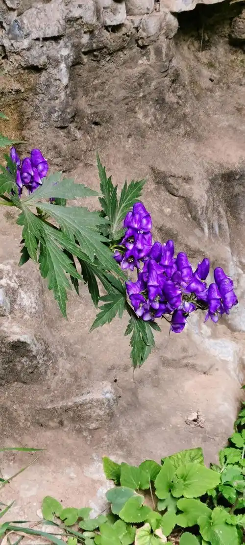 山上的野花生命力很顽强