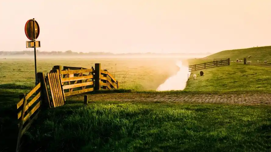 清晨美丽的农场草地小溪羊壁纸