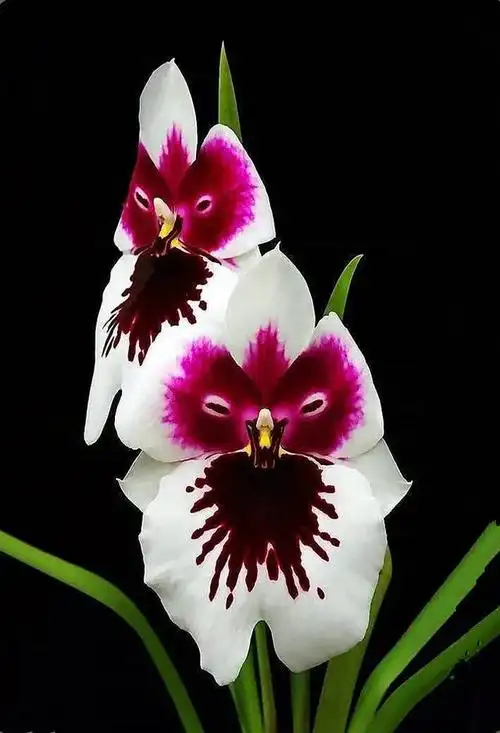 世上最奇特的花卉 让人觉得不可思议