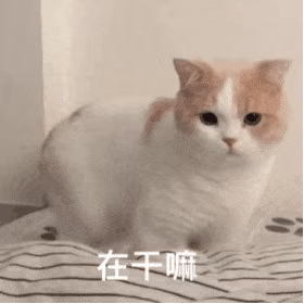 萌宠喵星人在干嘛你在干什么呆萌可爱gif动图_动态图_表情包下载_soo