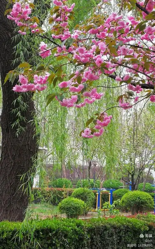 鑫泉家园四月天～花红柳绿人美(2018年4月2日于济南)