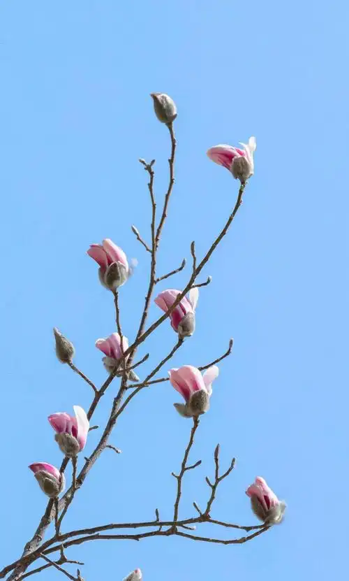 下一组 相关专题 唯美风景清新淡雅花朵春天 相关标签 玉兰花唯美清新