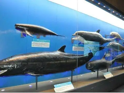 的驴友来过这里概述门票交通指南驴友点评(0)鲸馆内以抹香鲸,伪虎鲸