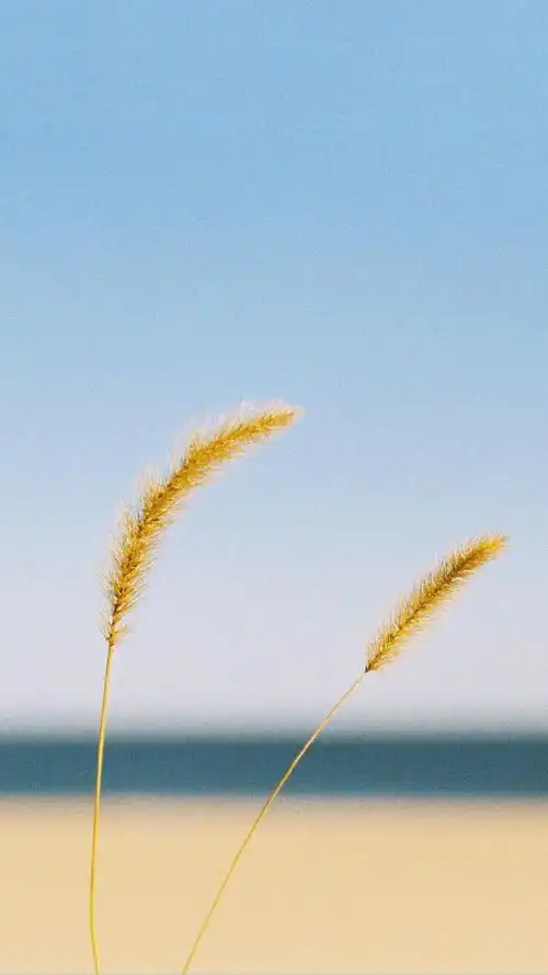 清新海边沙滩风景手机壁纸
