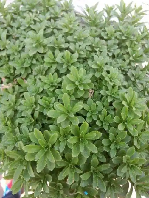 三七植物图藤三七图片植物图片