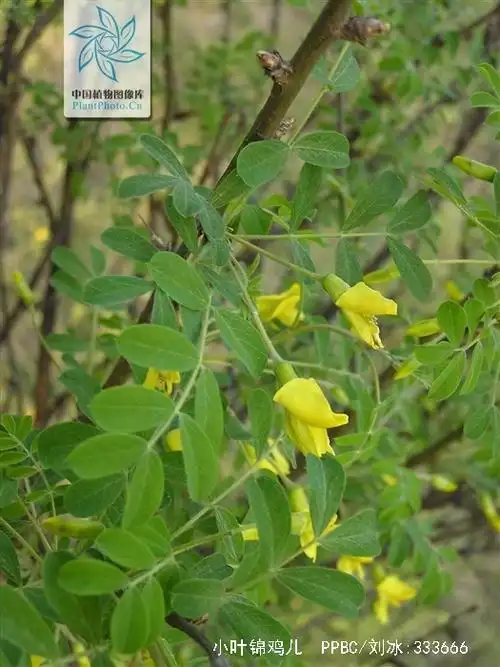 p>小叶锦鸡儿( i>caragana microphylla /i> lam) 是豆科锦鸡儿属