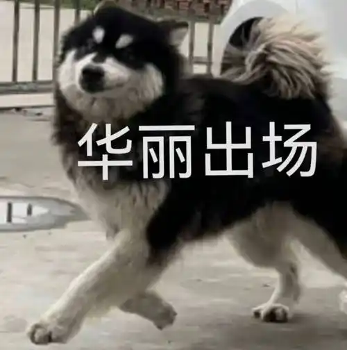 热门的沙雕表情包丨你人还怪好嘞_微信_版权_整理