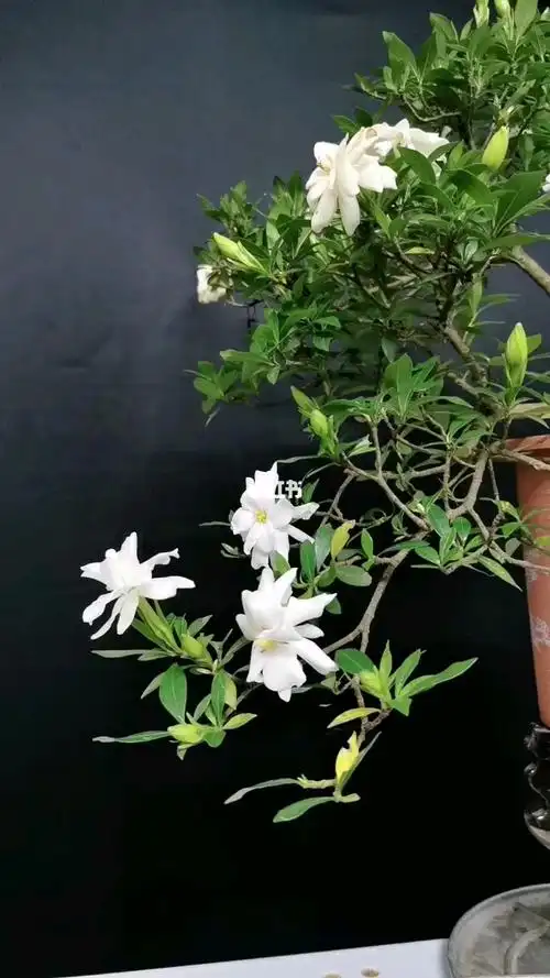 小叶栀子花盆景盆栽