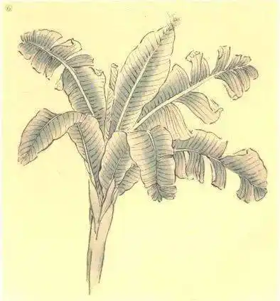 芭蕉的工笔勾染示范