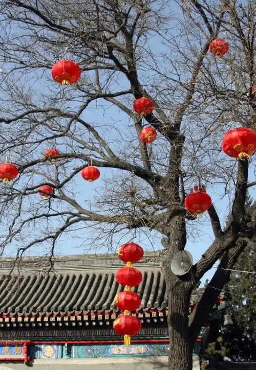 大红灯笼挂满树