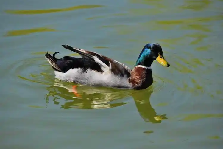 青头麻鸭 3-4斤 公 半圈养半散养