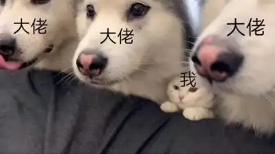 大佬和我表情包