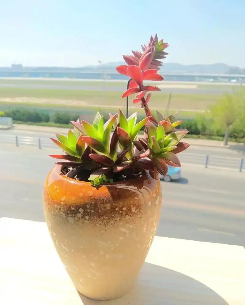 四年前.一个街头卖多肉的商家 赠送了我一棵红叶祭 它的生长状 - 抖音