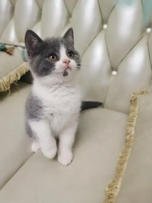 家养蓝白英短找新家