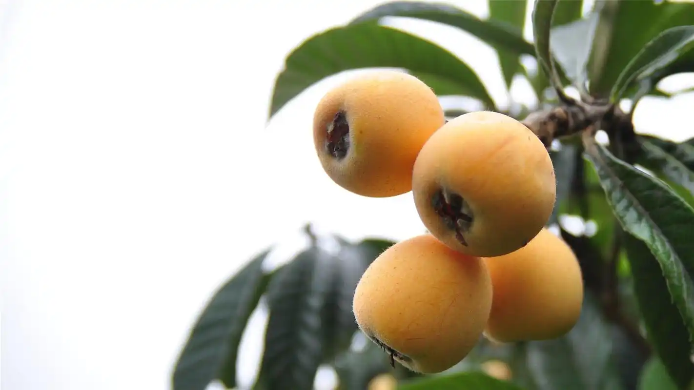 枇杷高清图片电脑桌面壁纸高清大图预览1920x1080_美食壁纸下载_美桌