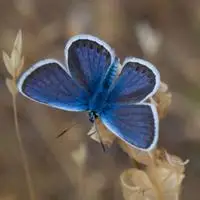 蝴蝶头像各种美丽的蝴蝶图片头像大全