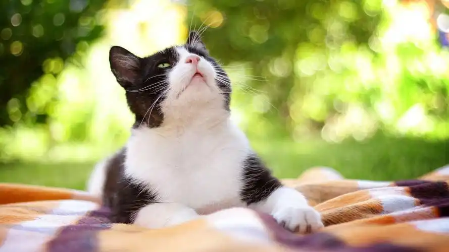 仰望的猫 动物壁纸 动物图片大全 动物桌面壁纸大全 免费动物高清壁纸