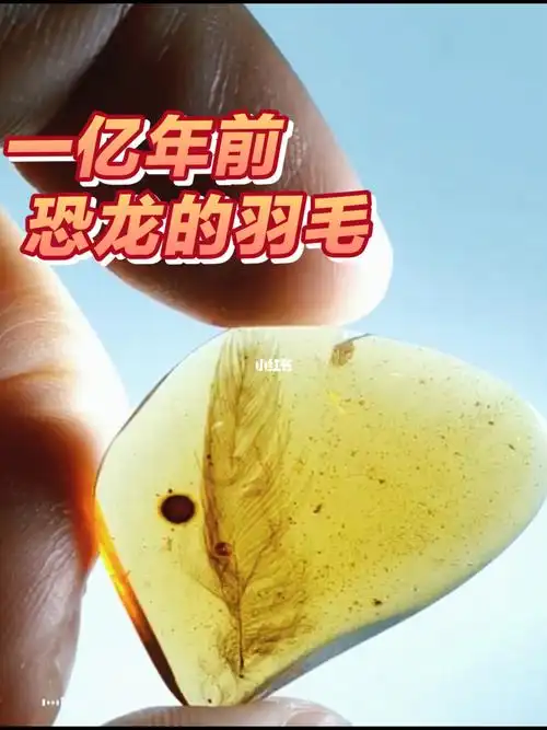 缅甸琥珀61时光胶囊完整恐龙羽毛
