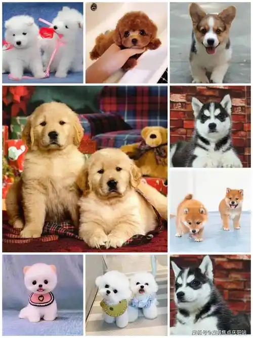 贵阳买博美犬首页网站(贵阳观山湖区)博美狗多少钱一只