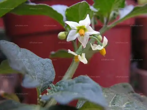 龙葵图片_夏季的龙葵图片大全 - 花卉网