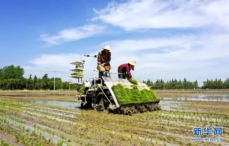 大型插秧机正在安徽省庐江县郭河镇河广家庭农场里机插水稻.