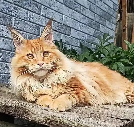 俄罗斯缅因猫红虎斑