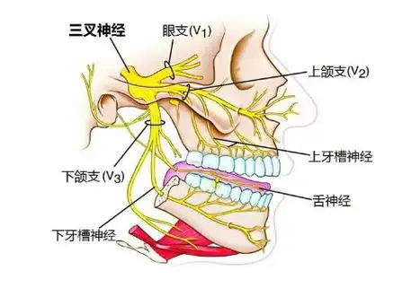如果面部突然出现刀割一样的痛要小心这种病