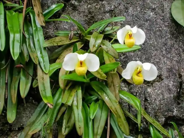 保护区内还生长着数种濒危的兰科植物,如麻栗坡兜兰,白花兜兰,硬叶