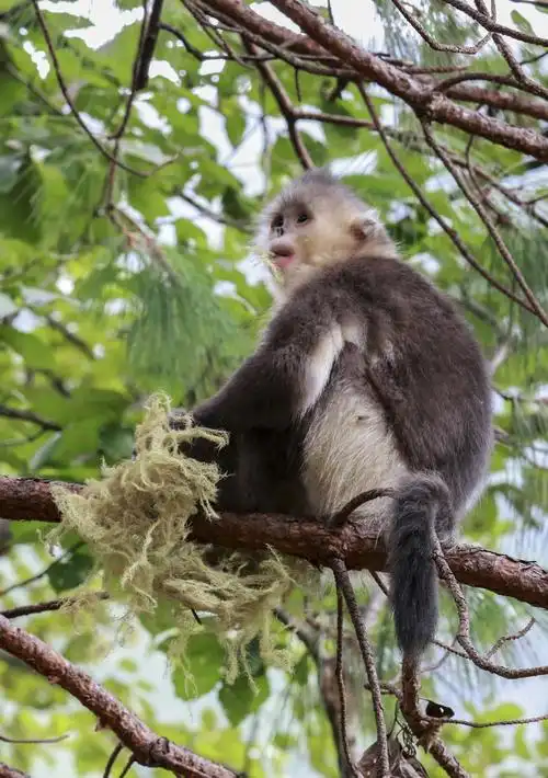 与大熊猫并称国宝,属国家特级野生保护动物