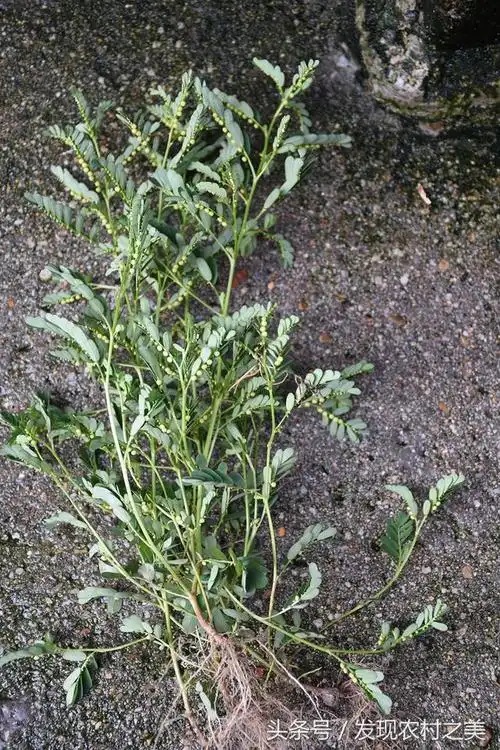 6,对人胃癌细胞的影响,能抑制胃癌细胞的增殖.镇痛作用!取叶下珠25.