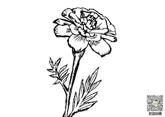 花边边框素材简笔画过程