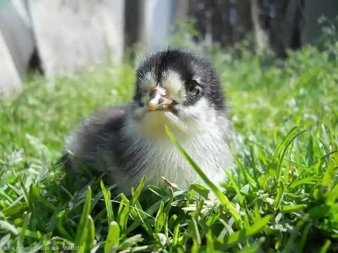 可爱草地小鸡图片
