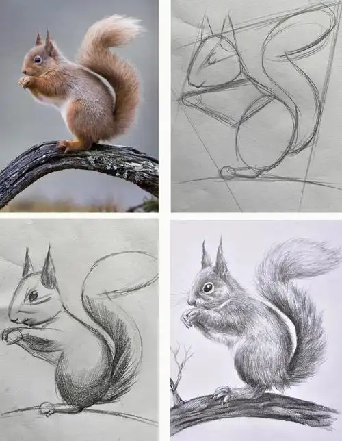 小松鼠绘画步骤讲解