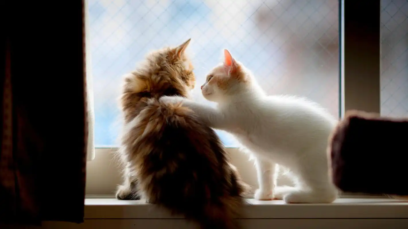 可爱的萌宠猫咪图片高清宽屏桌面壁纸