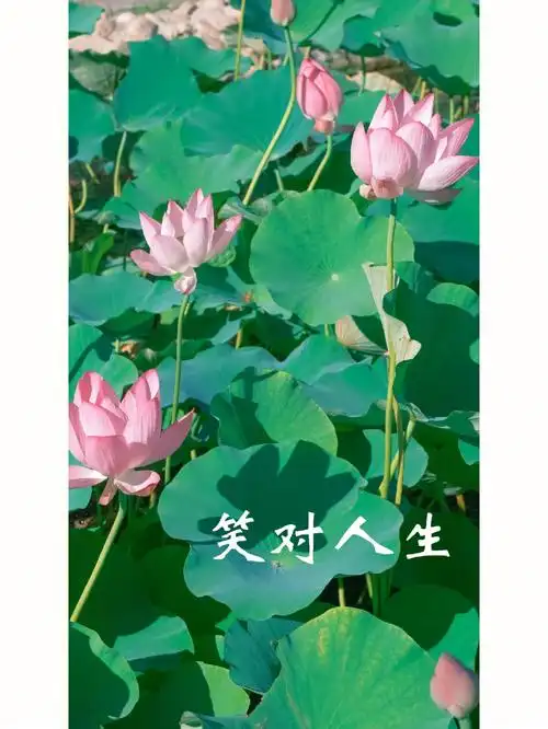 花开富贵96969696心平气和笑对人生和气生财心如止水